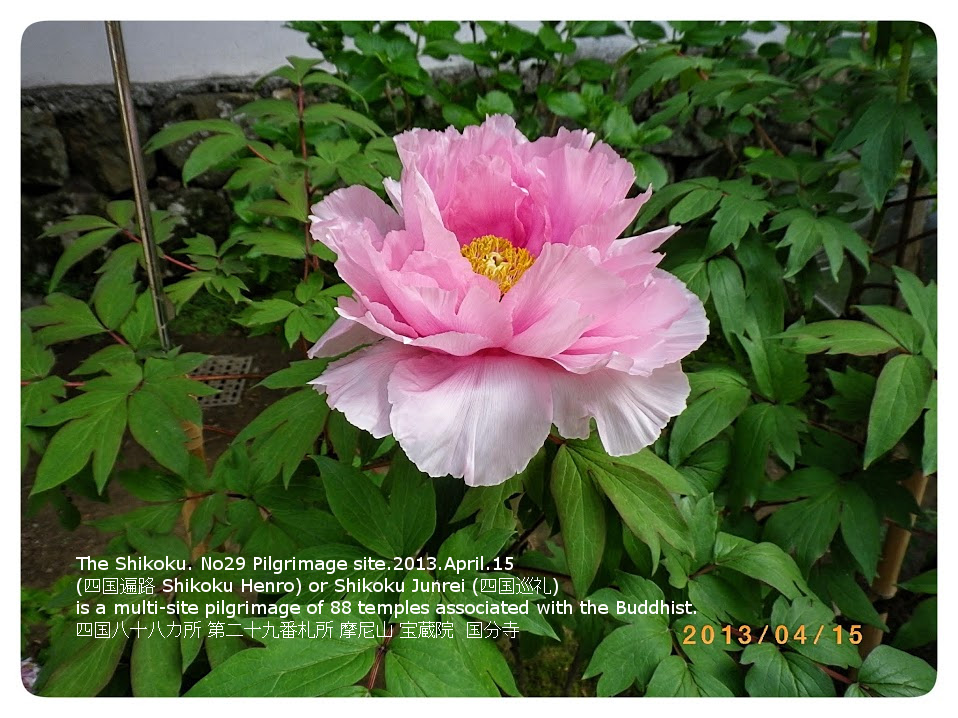 IMGP1102